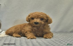 Toy Poodle dogs for sale: Jojo - Image 3