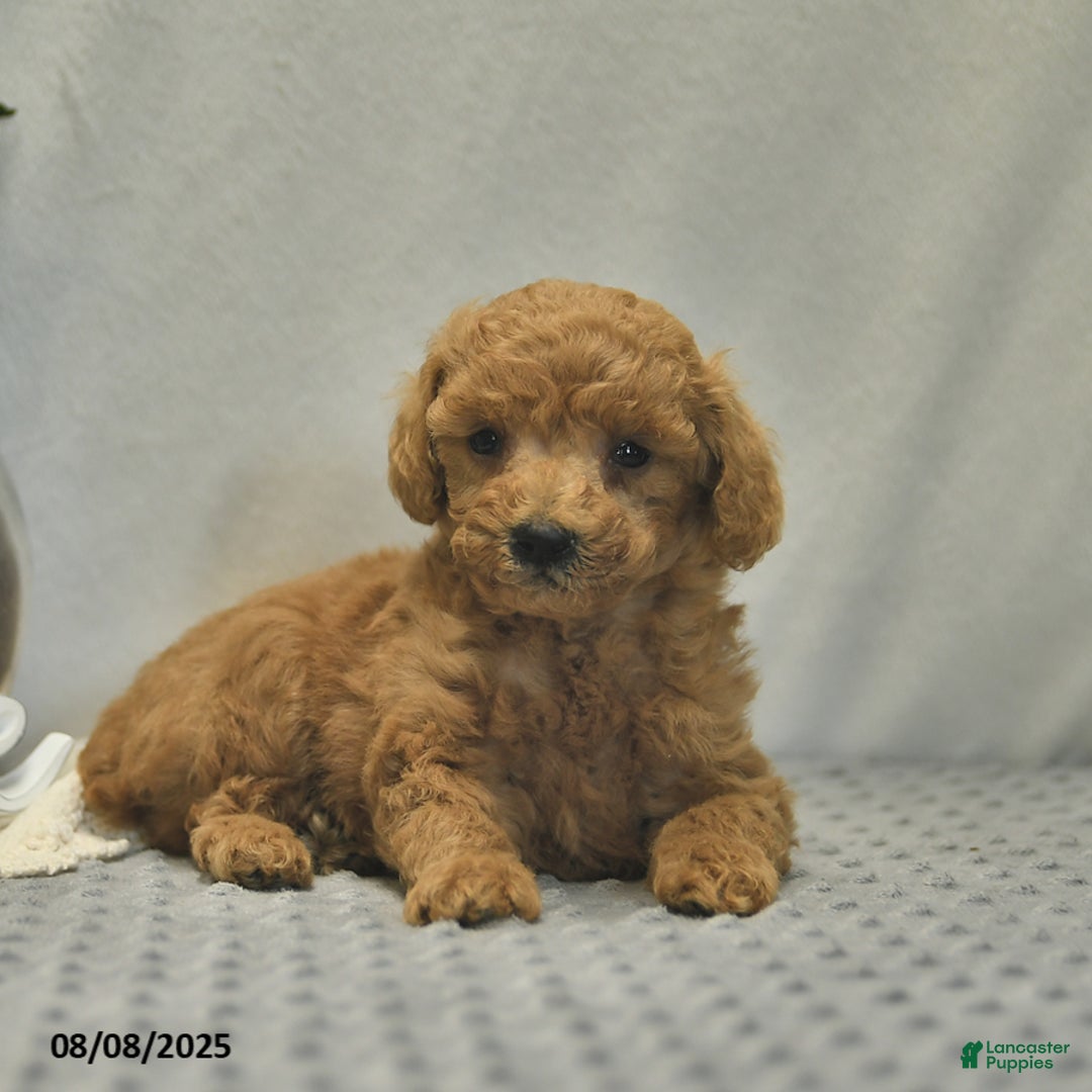 Toy Poodle dogs for sale: Jojo - Image 3