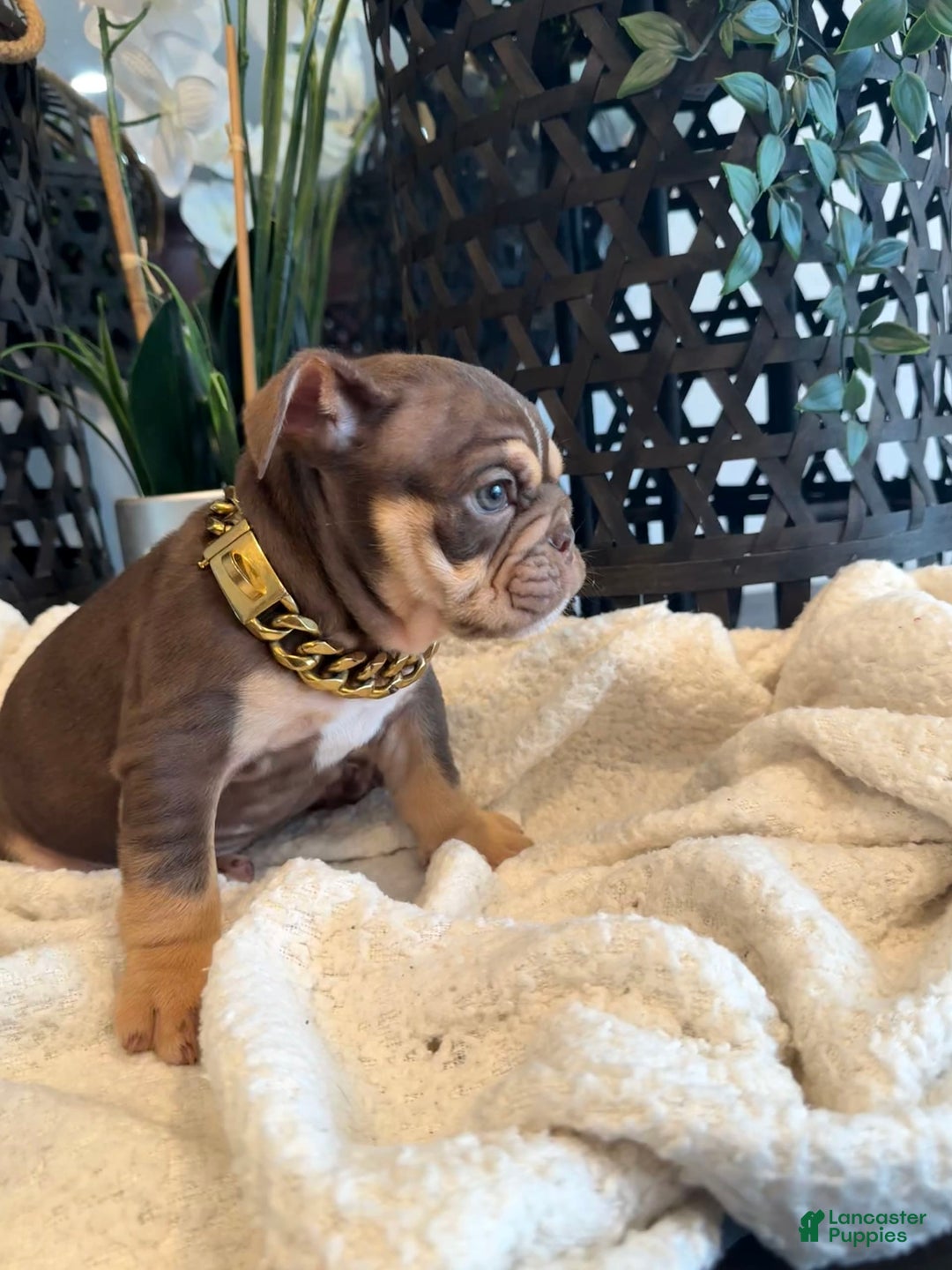 English Bulldog dogs for sale: Peaches - Image 9