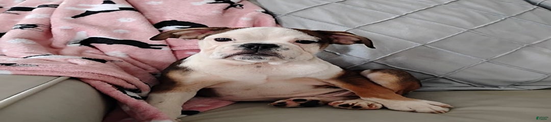 Peanut