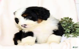 Mini Bernedoodle dogs for sale: Callie - Image 6