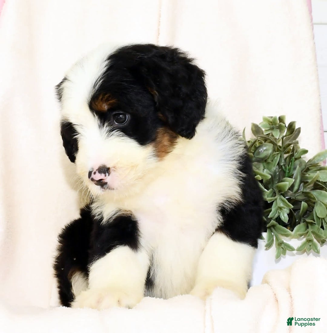 Mini Bernedoodle dogs for sale: Callie - Image 6
