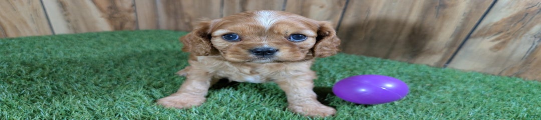 Lucy Girl 3