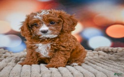 Cavapoo dogs for sale: Hank - Image 10