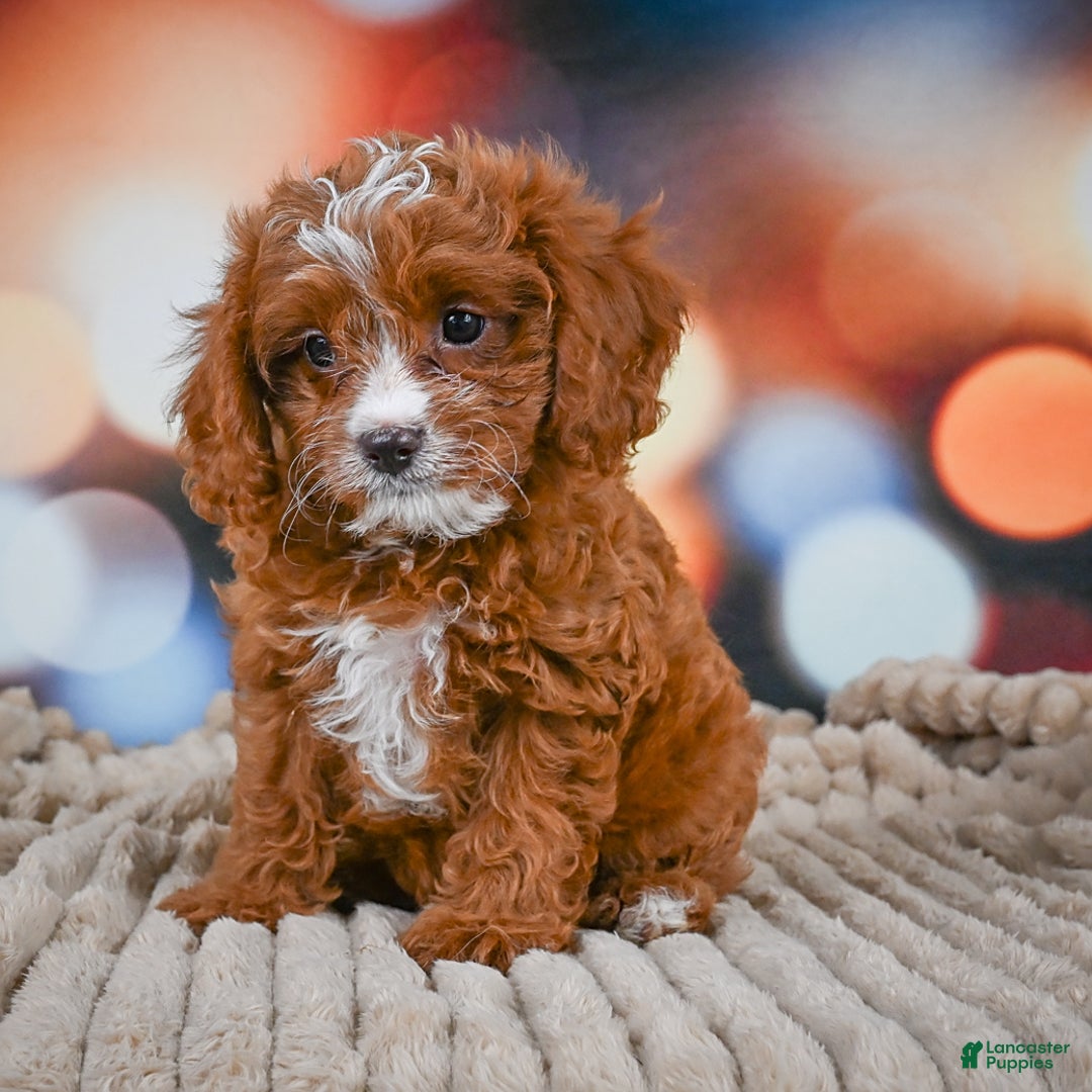 Cavapoo dogs for sale: Hank - Image 10