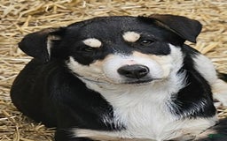 Border Collie dogs for sale: Nicky - Image 4