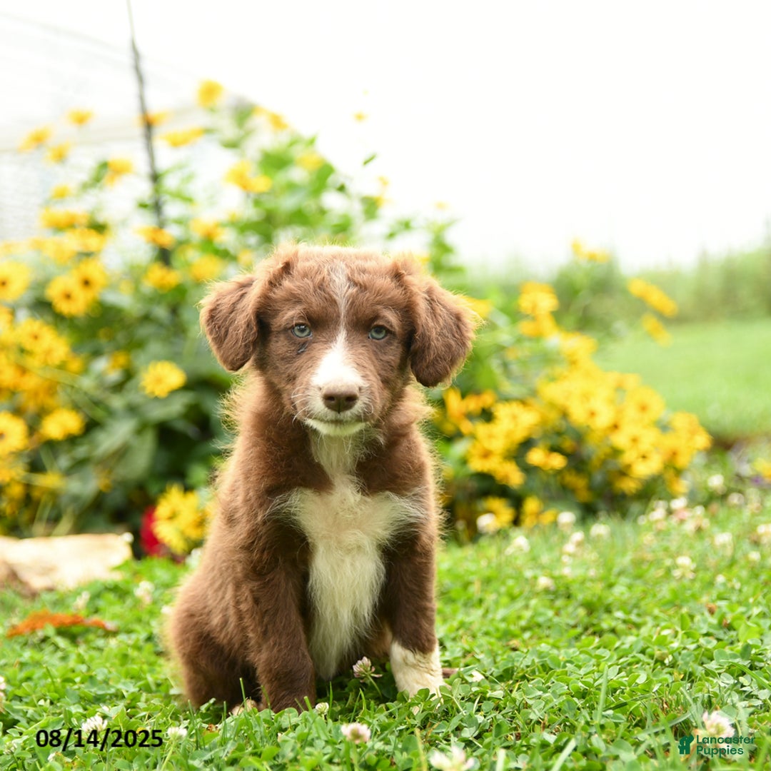 Border Collie dogs for sale: Sheila - Image 2
