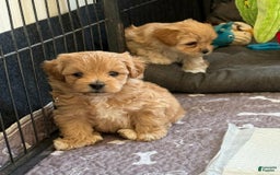 Maltipoo dogs for sale: Maya - Image 2
