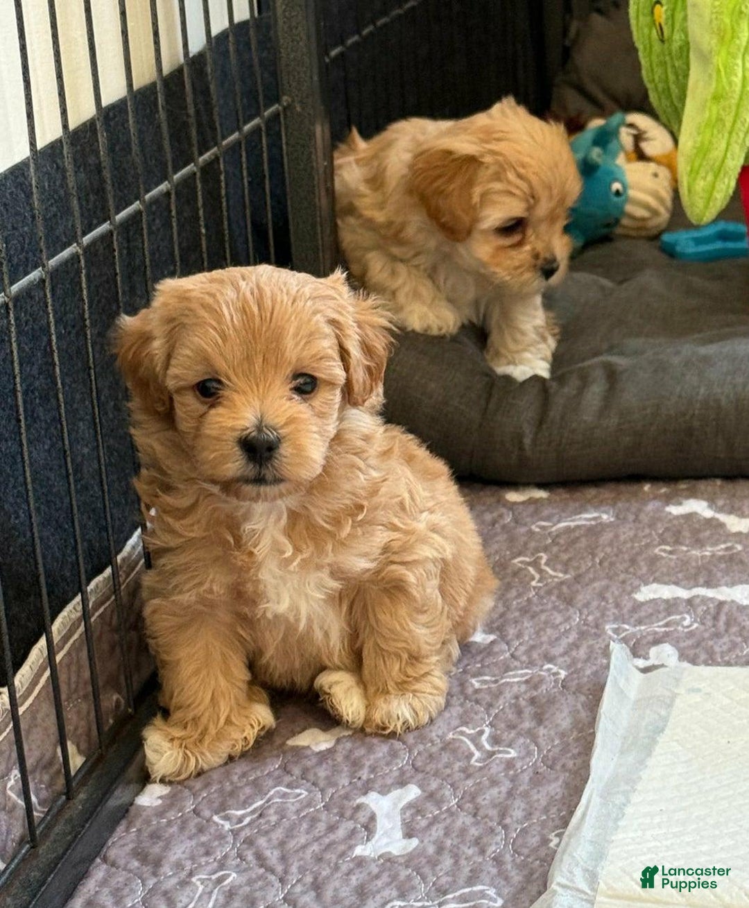 Maltipoo dogs for sale: Maya - Image 2