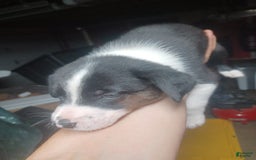 Border Collie dogs for sale: Brown - Image 1