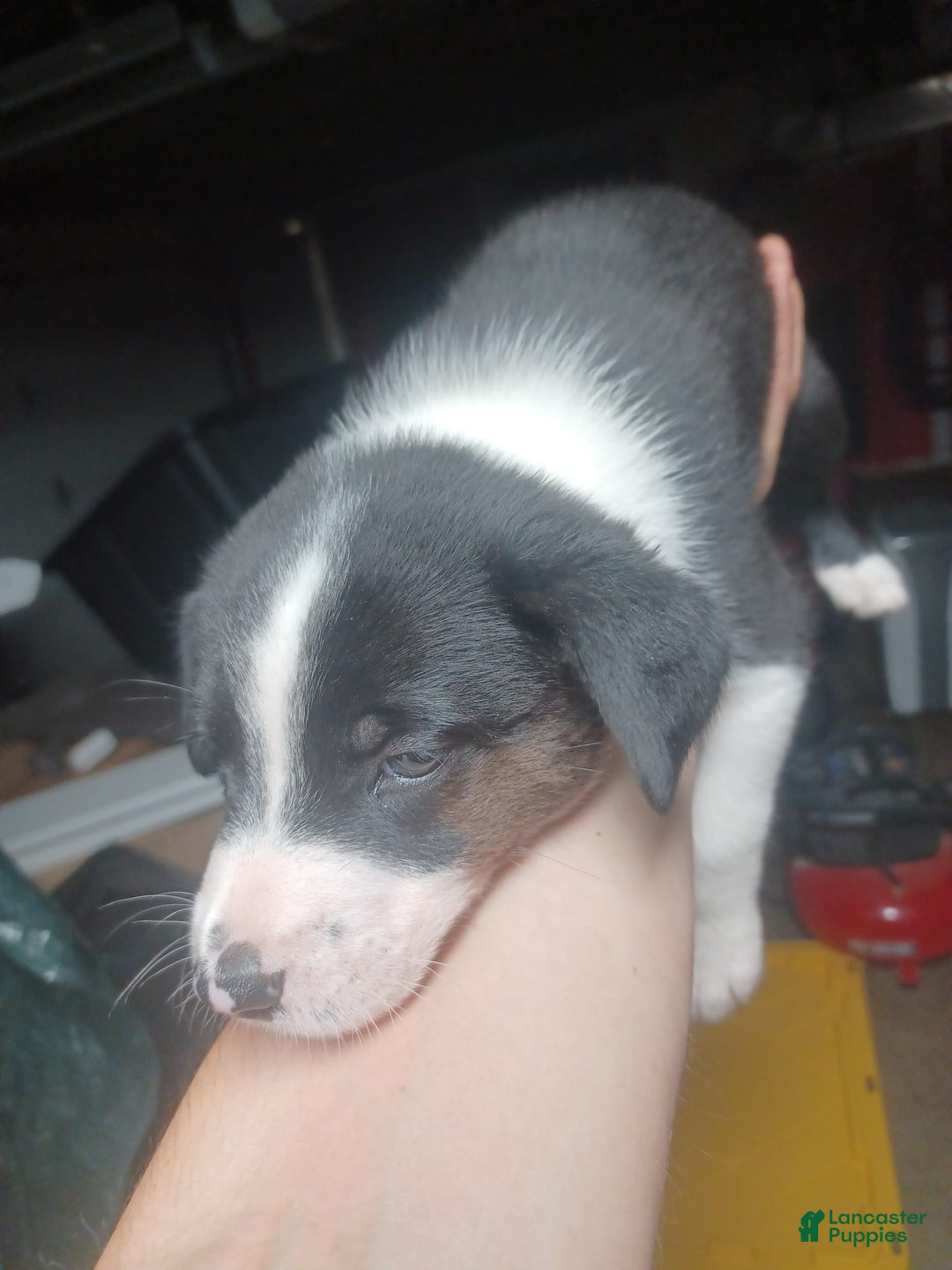 Border Collie dogs for sale: Brown - Image 1