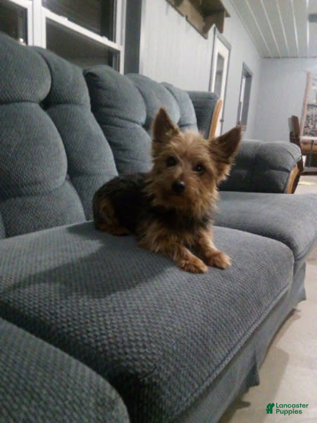 Yorkshire Terrier dogs for sale: Annabelle - Image 11