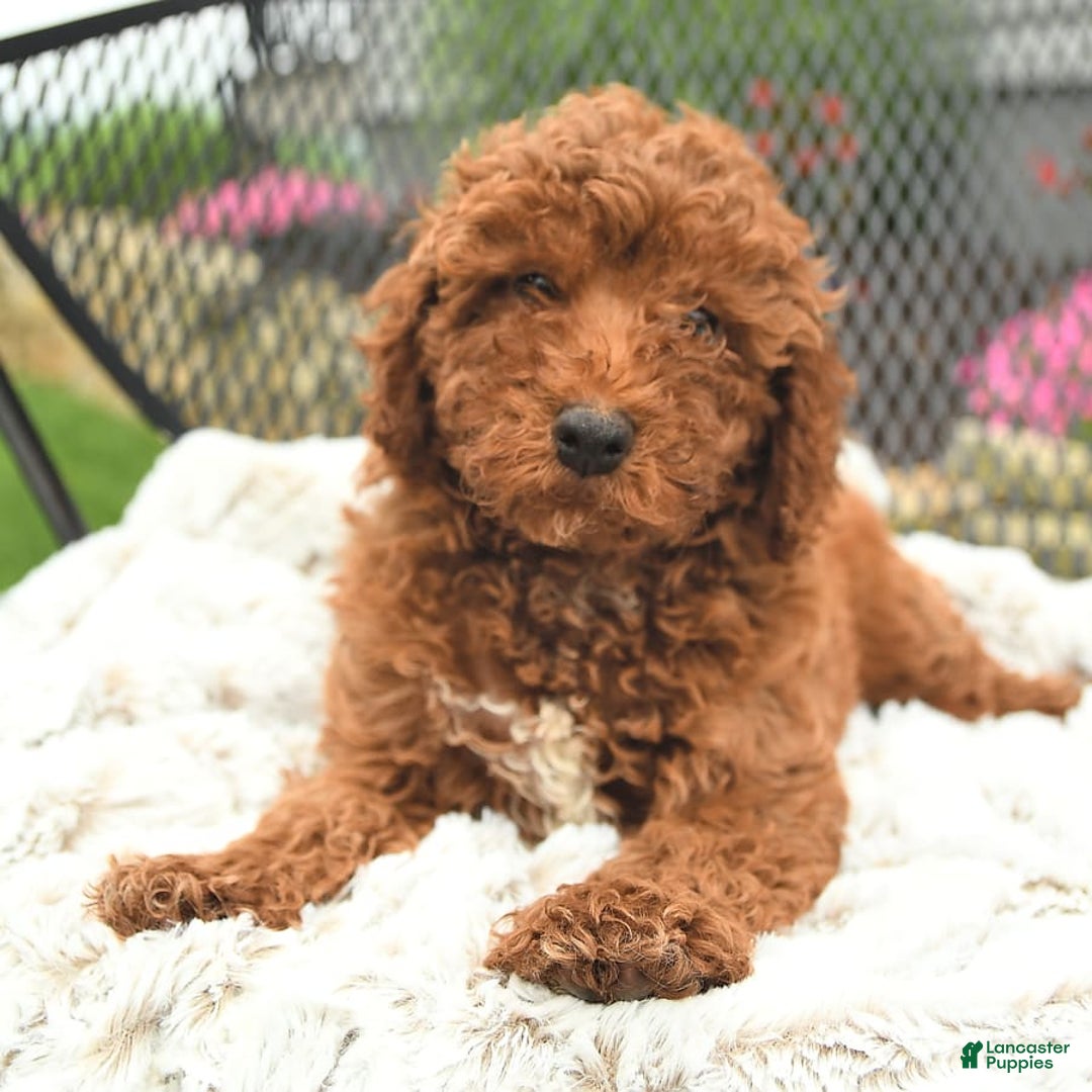 Mini Goldendoodle dogs for sale: Lacey - Image 8