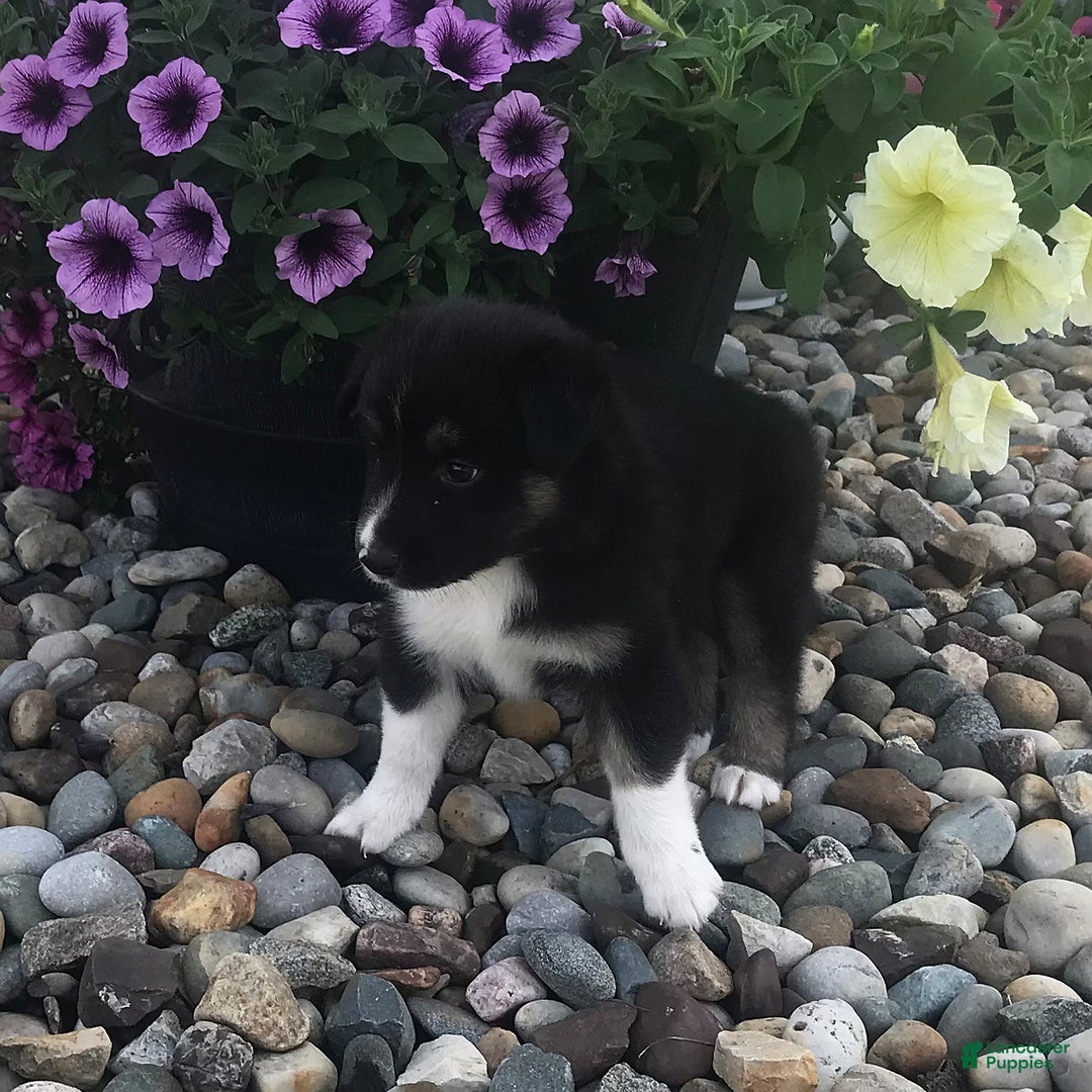 English Shepherd dogs for sale: Taco - Image 6
