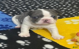 French Bulldog dogs for sale: Jax - Image 1