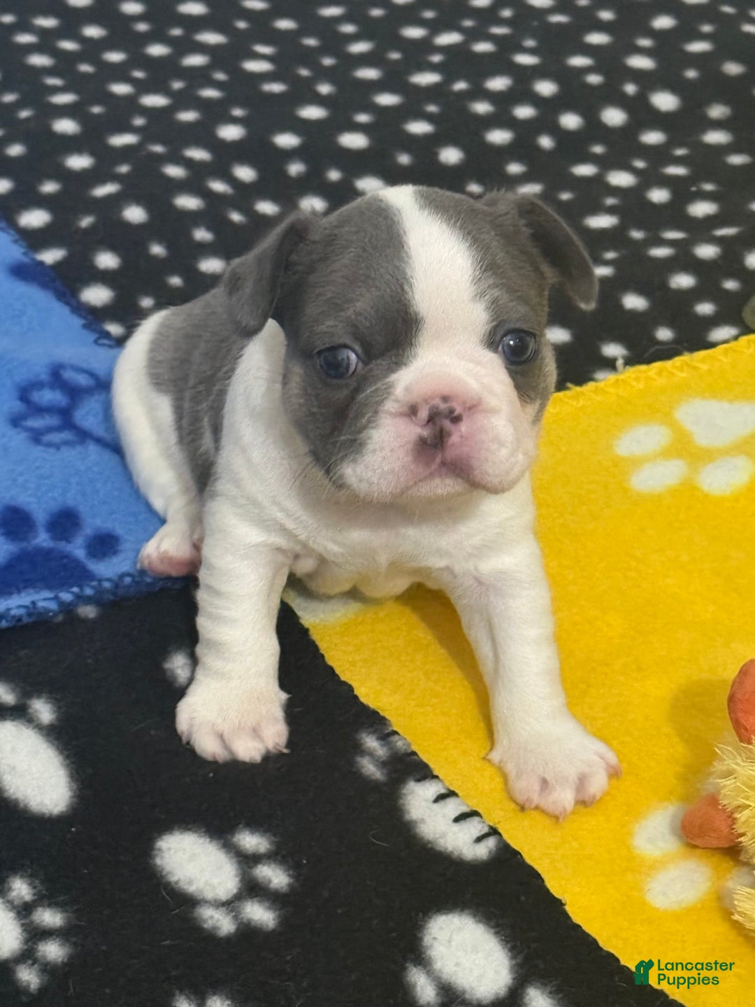 French Bulldog dogs for sale: Jax - Image 1