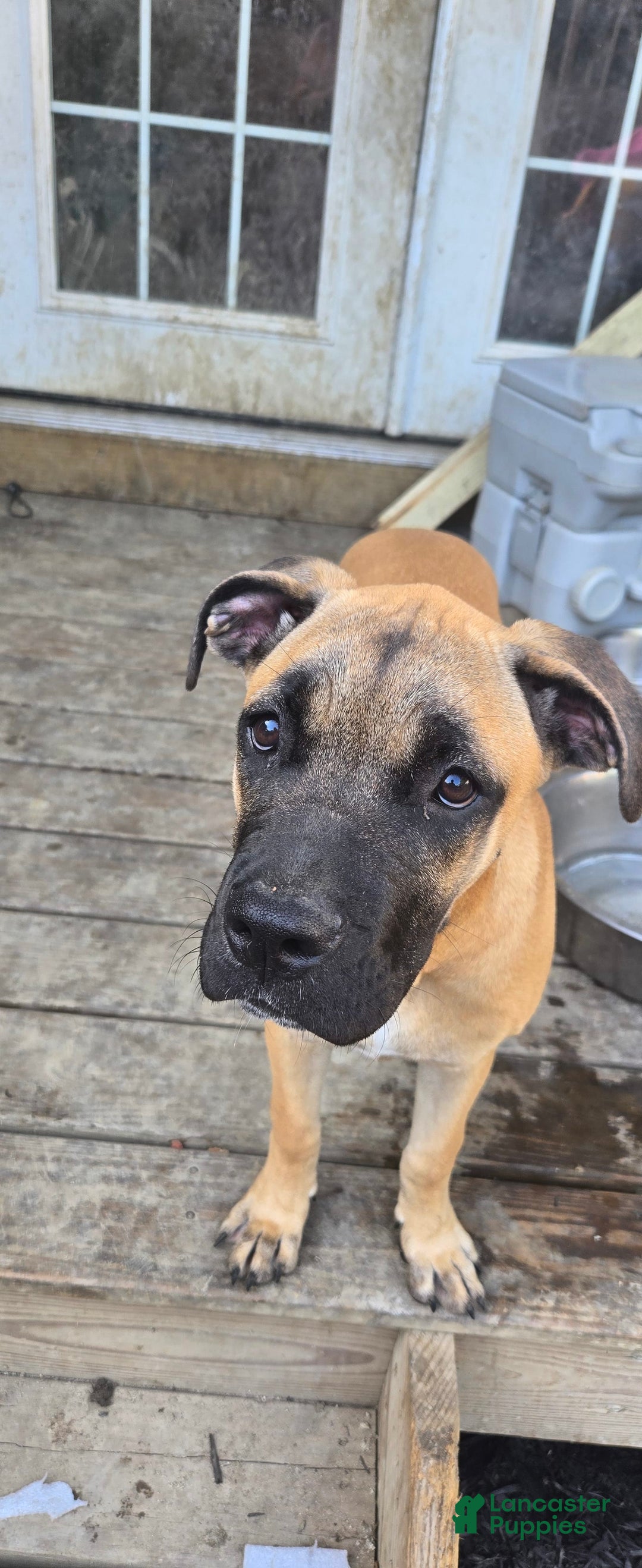 Cane Corso dogs for sale: Tiny - Image 3