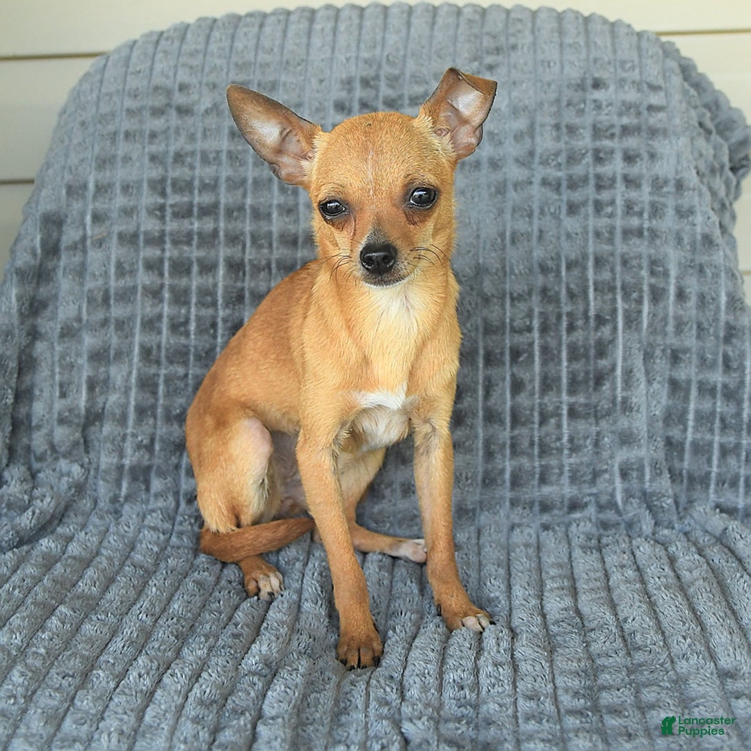 Chihuahua dogs for sale: Bambi - Image 1
