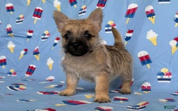 Cairn Terrier dogs for sale: Jackson - Image 1