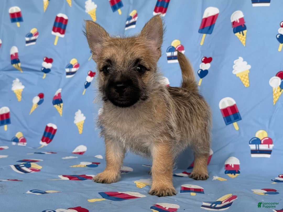Cairn Terrier dogs for sale: Jackson - Image 1