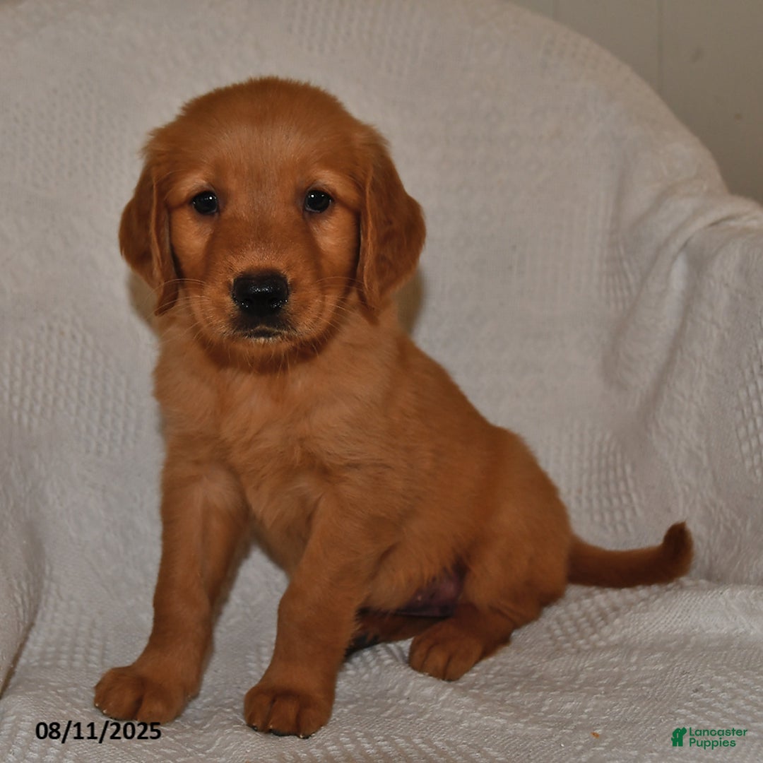 Golden Retriever dogs for sale: Maggie - Image 2