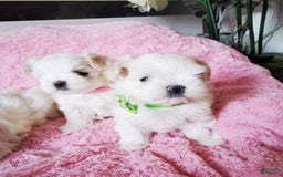 Maltese dogs for sale: Mirel - Image 3