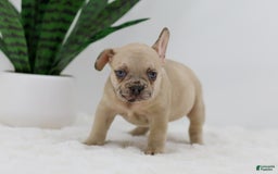 French Bulldog dogs for sale: Hadley - Image 8
