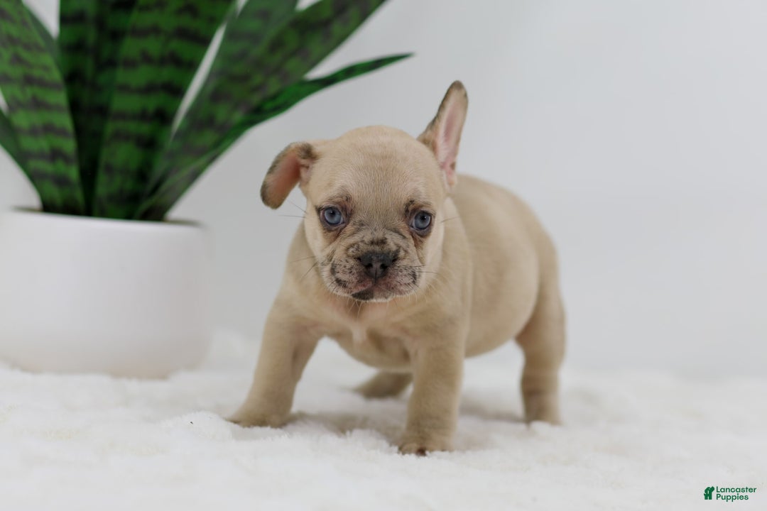 French Bulldog dogs for sale: Hadley - Image 8