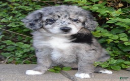 Mini Aussiedoodle dogs for sale: Mini Angel - Image 6