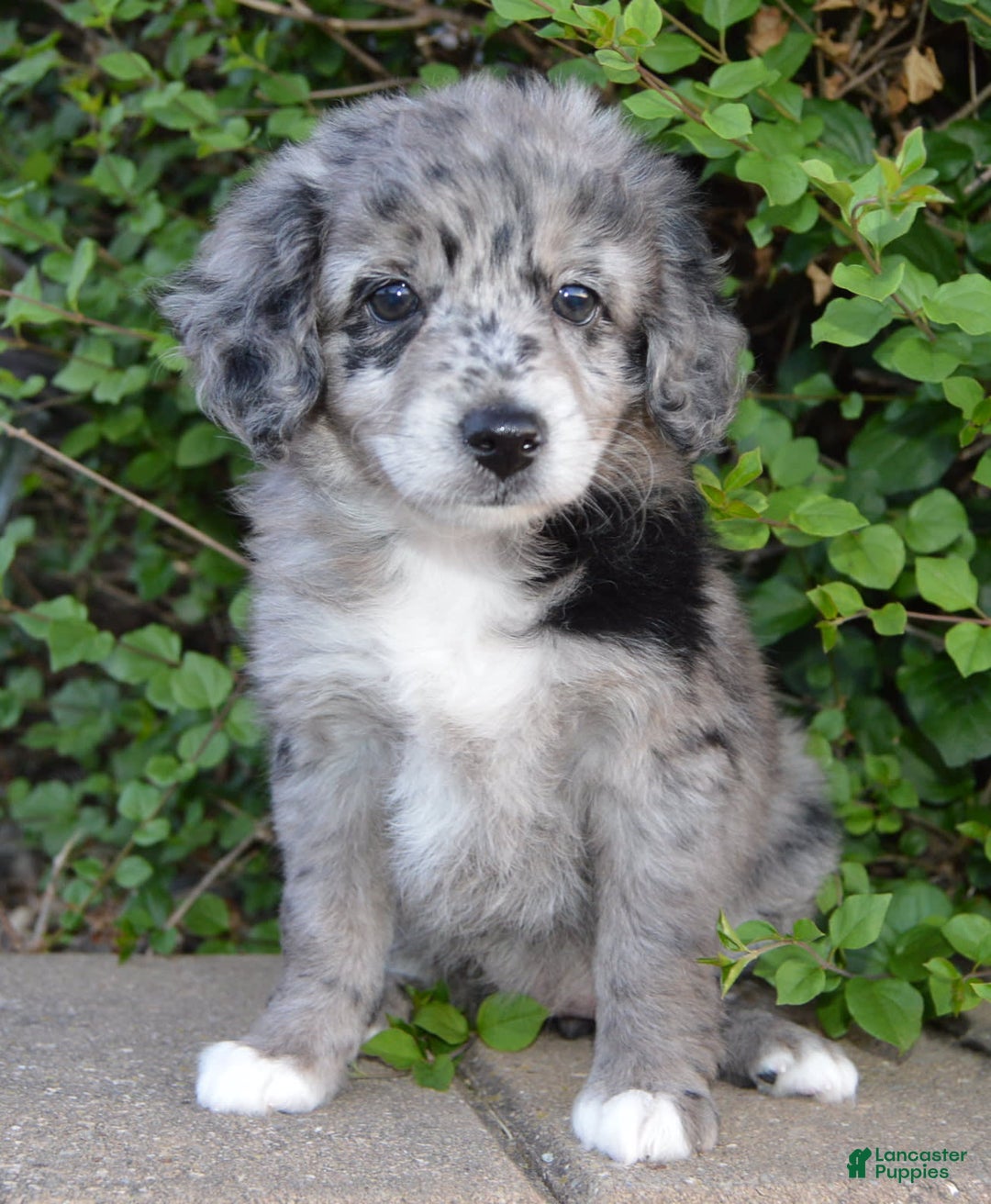 Mini Aussiedoodle dogs for sale: Mini Angel - Image 6