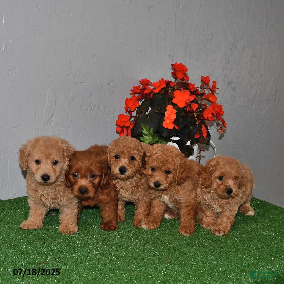 Cavapoo dogs for sale: Dusty - Image 2