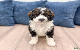 Mini Bernedoodle dogs for sale: Blaze - Image 1