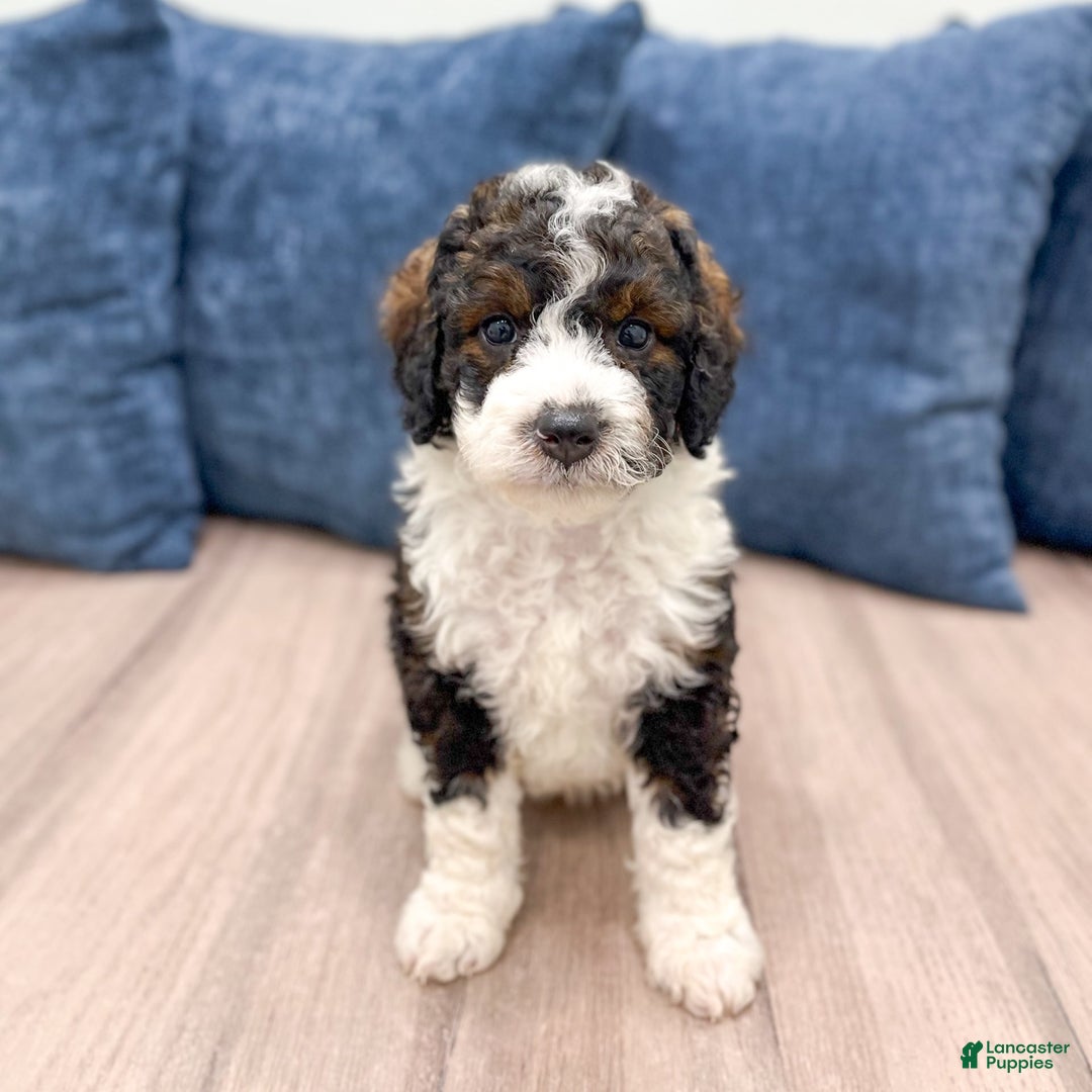 Mini Bernedoodle dogs for sale: Blaze - Image 1