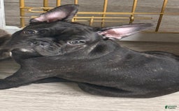 French Bulldog dogs for sale: Thomas - Image 4