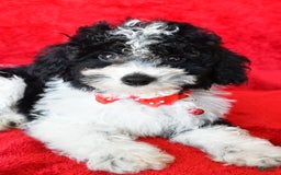 Shihpoo dogs for sale: Tommy - Image 4