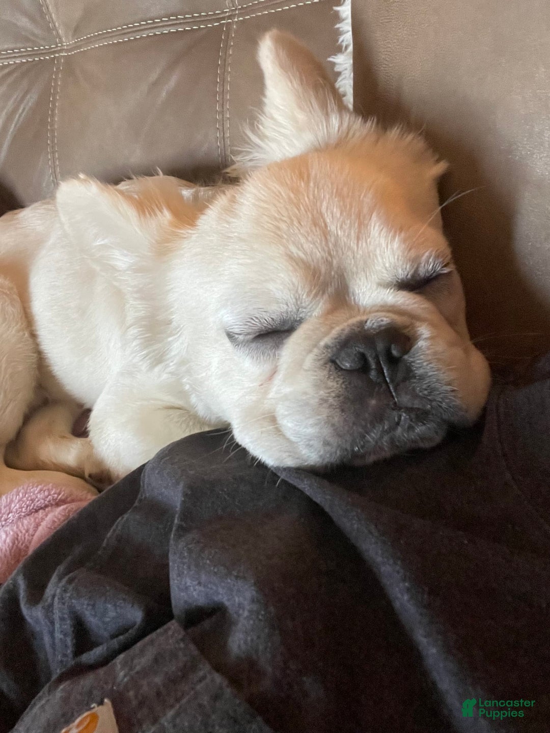 French Bulldog dogs for sale: Whiskey - Image 4