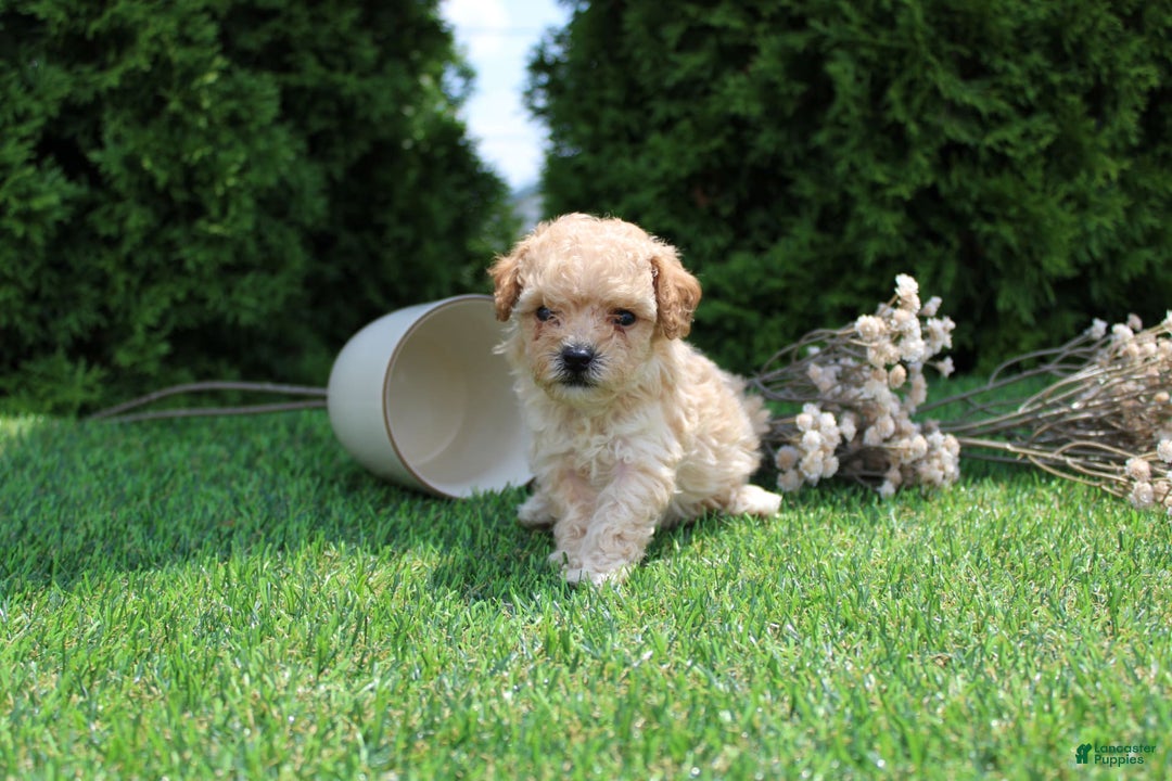 Toy Poodle dogs for sale: Cosmo - Image 3