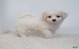 Maltipoo dogs for sale: Timothy - Image 2