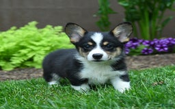 Welsh Corgi Pembroke dogs for sale: Jazzy - Image 1