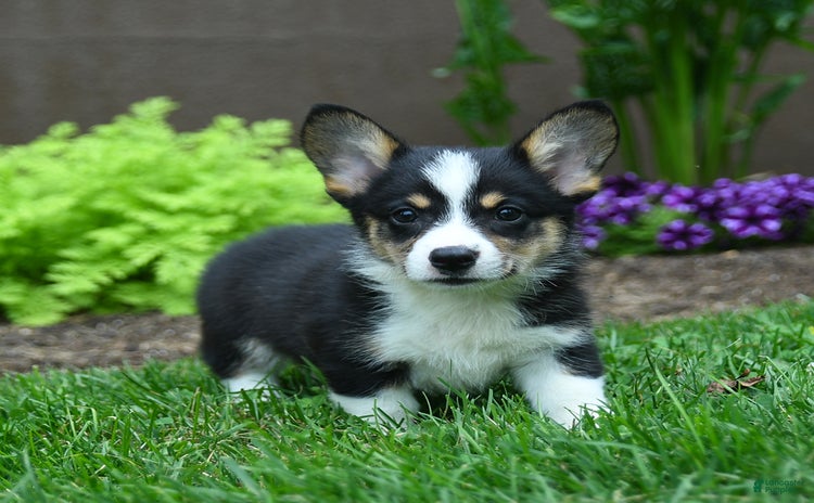 Welsh Corgi Pembroke dogs for sale - Ad 2