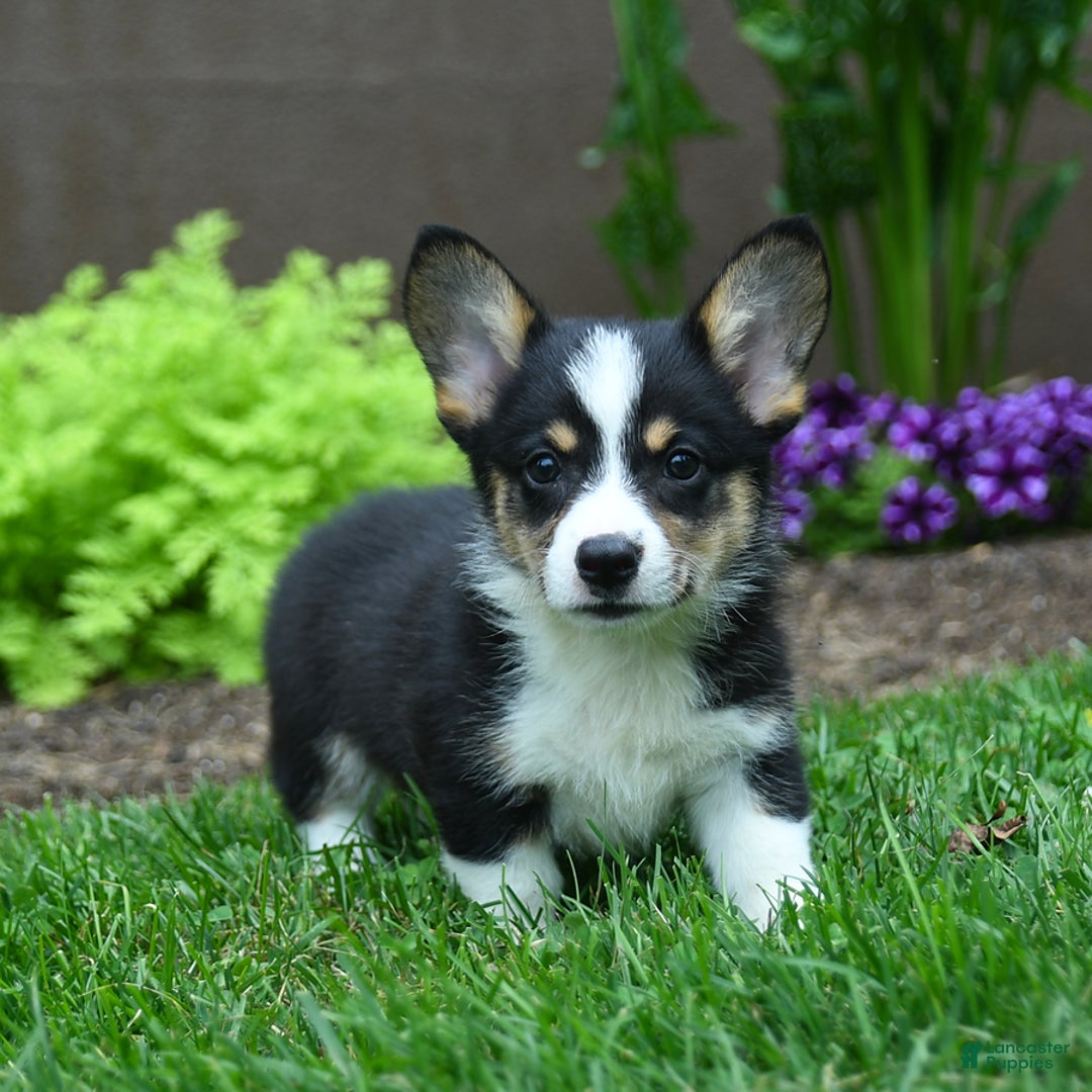 Welsh Corgi Pembroke dogs for sale: Jazzy - Image 1