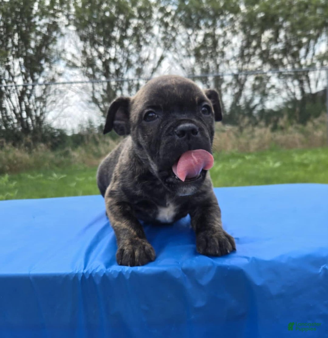 Olde English Bulldogge dogs for sale: Mel - Image 2
