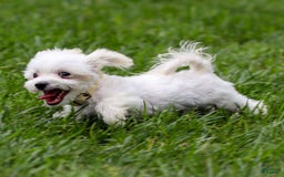 Maltese dogs for sale: Ash - Image 9