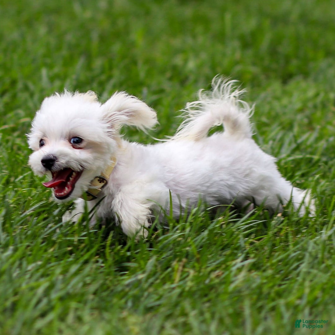 Maltese dogs for sale: Ash - Image 9