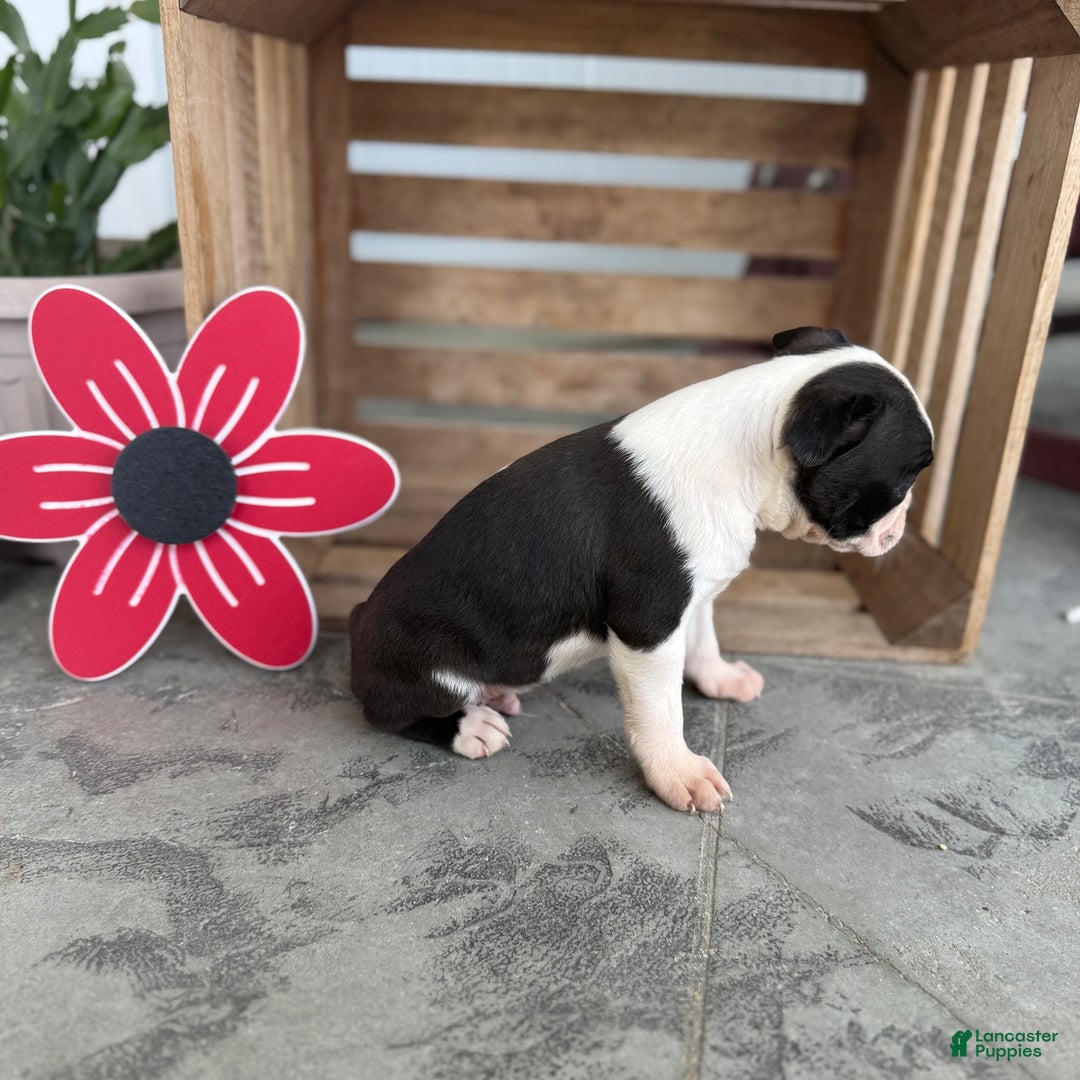 Boston Terrier dogs for sale: Brody - Image 4