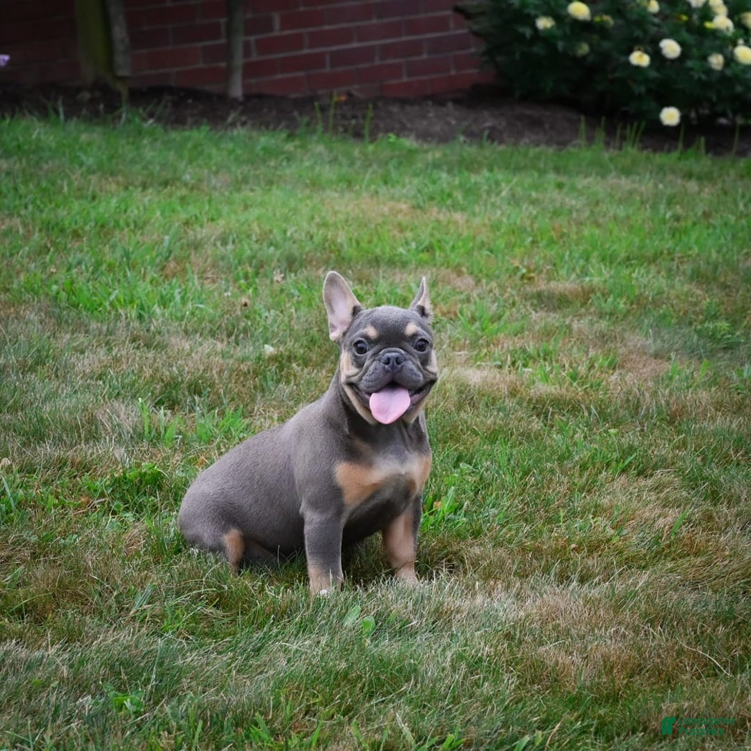 French Bulldog dogs for sale: Abby - Image 2