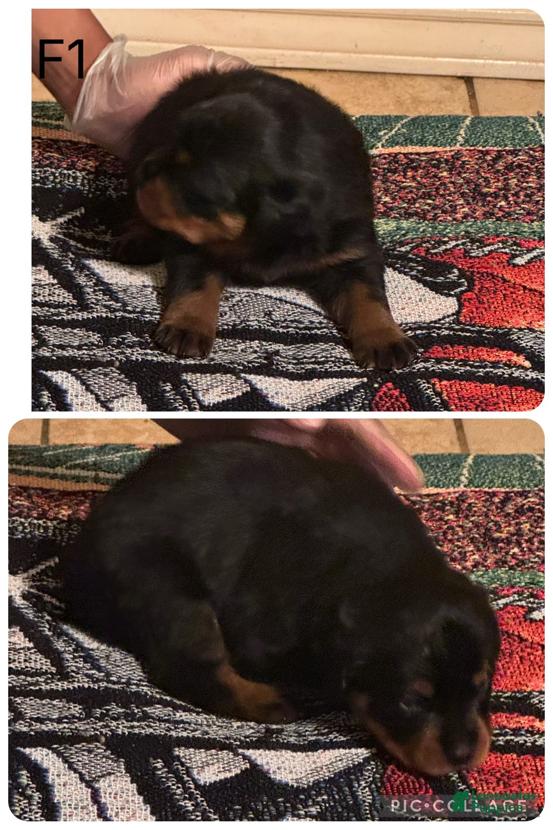 Rottweiler dogs for sale: F4 - Image 3