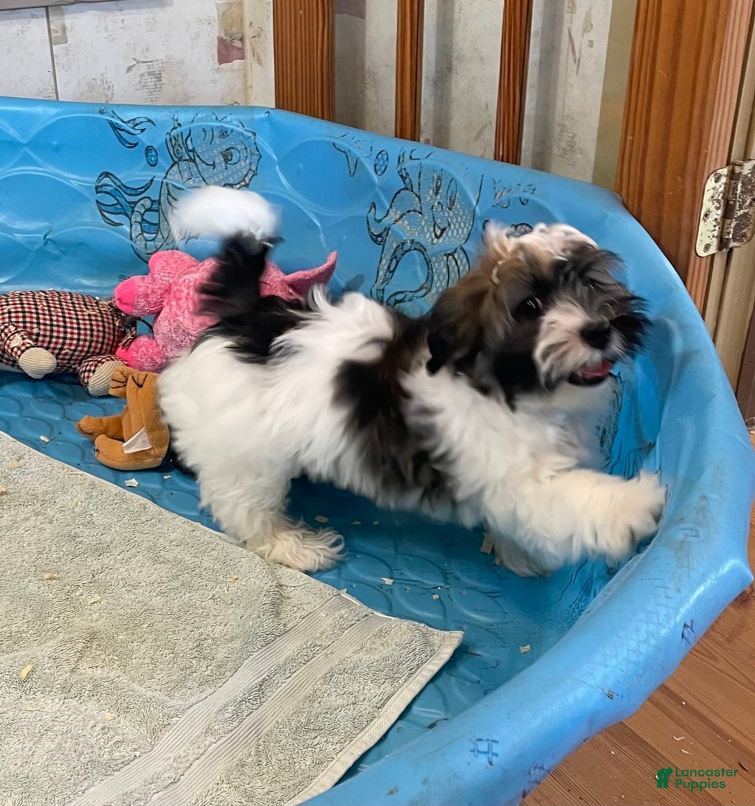 Havanese dogs for sale: Jesse - Image 9