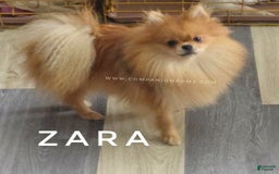 Pomeranian dogs for sale: Zara - Akc - Orange Sable Merle - Image 3