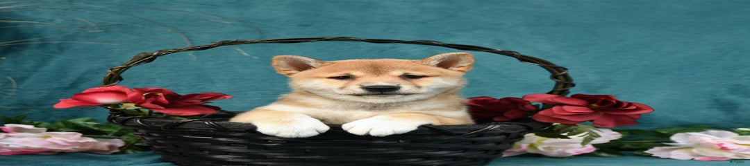 Elliot